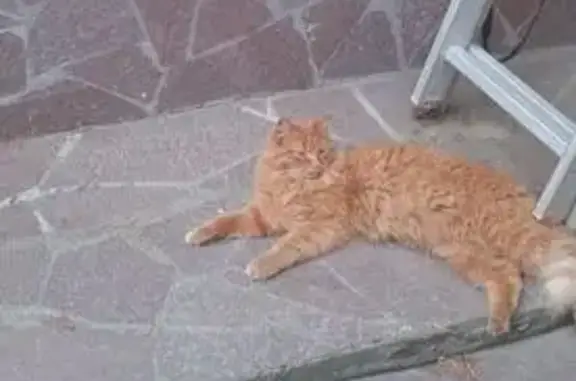 Кошки потеряшки, Совхозный, фото: Потеряшка кот, Цыганская ул. 14, Совхозный