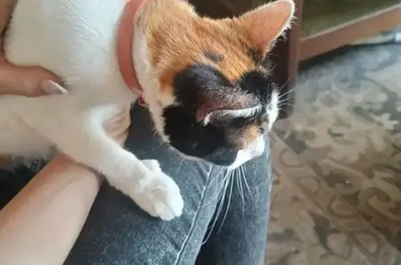 Найдена кошка, Ростовская область, фото: Кошка найдена, Ростовская область