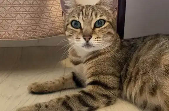 Найдена кошка, Братская 12, Пермь