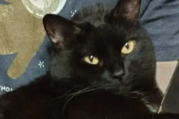 Пропала кошка, Омск, ул. 8-я Линия, 217