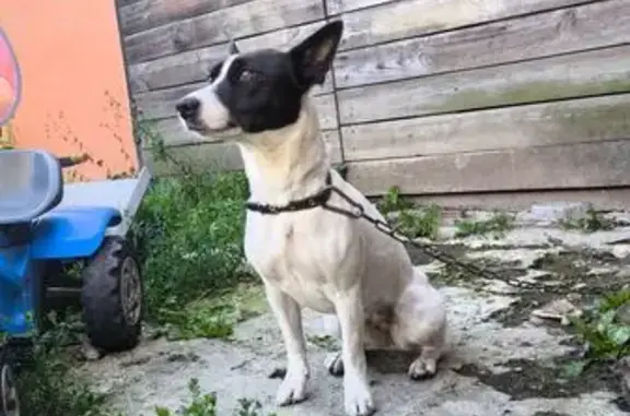 Найдена собака, Рязанская область, фото: Найдена собака в Льгово, Рязань