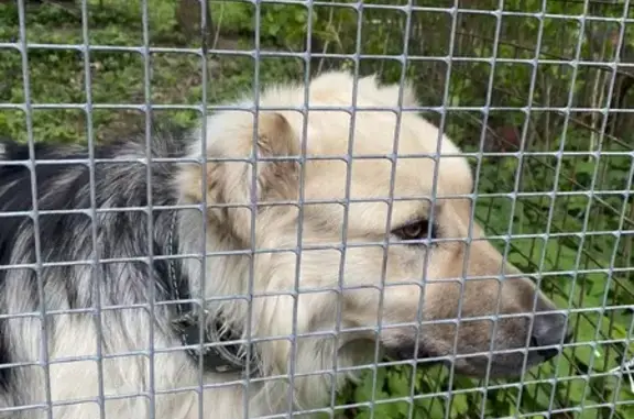 Собаки потеряшки, Московская область, фото: Потеряшка собака Малыш в СНТ Томшино