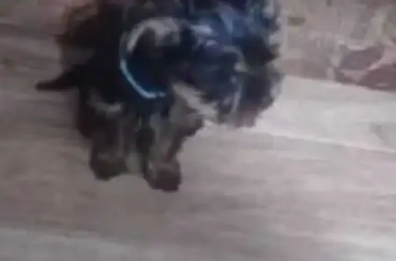 Пропала собака, ул. Крутой Разъезд, 22