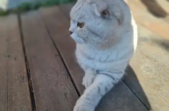 Объявления о пропавших и найденных животных, Калужская область, фото: Кошка найдена в с. Головтеево, Калуга