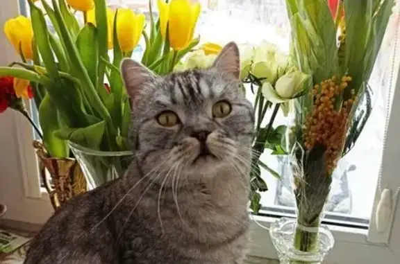 Кошки потеряшки, Новоселицы, фото: Потеряшка кошка, Новоселицы, Центр. ул. 48