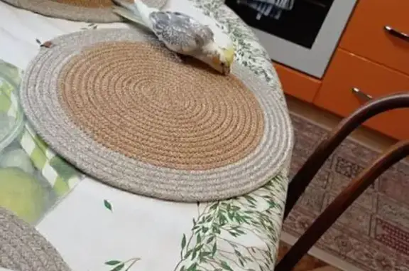 Пропал попугай, Колхозная ул., Калининград