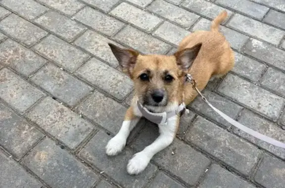 Пропала собака, ул. Лянгасова, Пермь