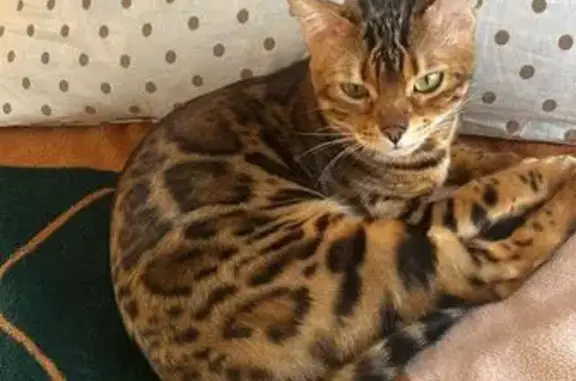 Бенгальская кошка найдена в Курске