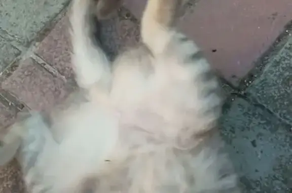 Найдена кошка, Инкерман, фото: Кошка найдена: Симферопольское ш., 19