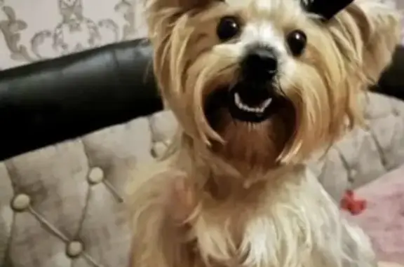 Собаки потеряшки, , фото: Потеряшка собака, ул. Механизаторов, Липецк