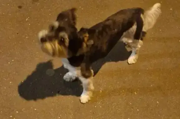 Найдена собака, Москва, фото: Найдена собака, 3-я Радиаторская, 5 к3