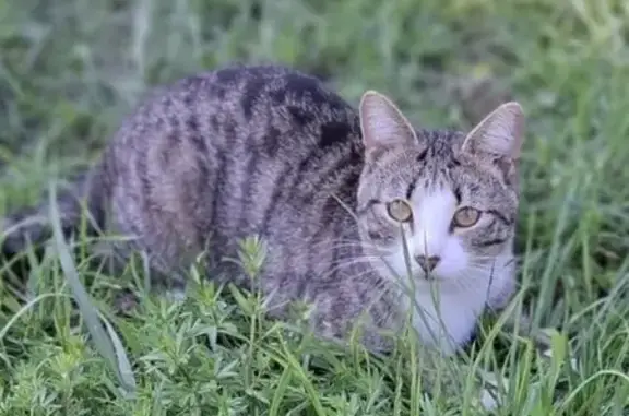Кошки потеряшки, Тула, фото: Потеряшка кошка, Тула, ул. Новосёлов