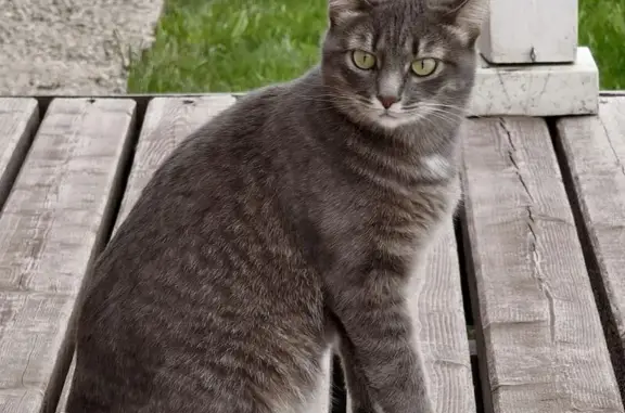 Кошки потеряшки, Самарская область, фото: Потеряшка кошка, Новосемейкино, Сам. обл.