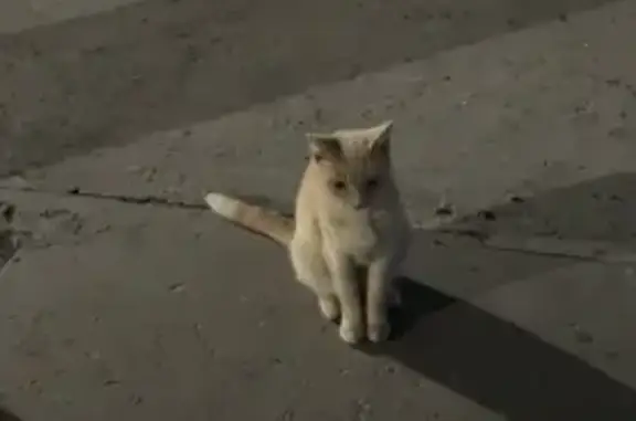 Пропала кошка, ул. Энтузиастов, Чебоксары