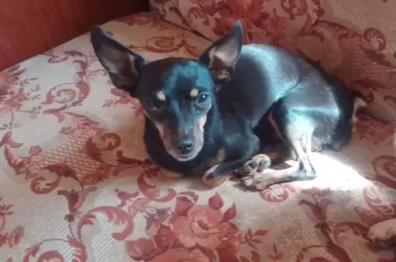 Найдена собака, Новосибирская область, фото: Собака найдена в СНТ Ивушка, Новосибирск