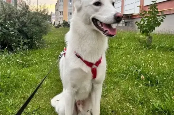 Пропала собака: Садовая ул., 4, Чёрная
