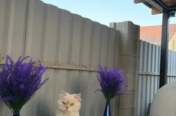 Потерянные животные Севастополь, фото: Пропала сибирская кошка, Севастополь
