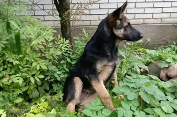 Найдена собака, Ленинградская область, фото: Овчарка найдена в Кингисеппе, Ленобласть