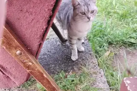 Кошка найдена в Петушках, Владимирская обл.