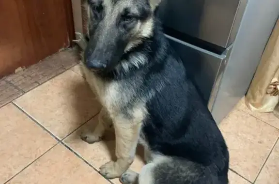 Собаки потеряшки, Яблоновский, фото: Потеряшка овчарка: Новая ул., 70, Яблоновский