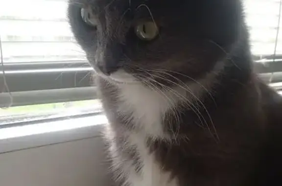 Кошки потеряшки, Сергиев Посад, фото: Потеряшка кошка, Молодёжная 1, Сергиев Посад