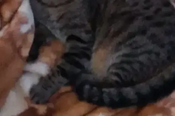 Пропала кошка, ул. Шевченко, 106, Балаково