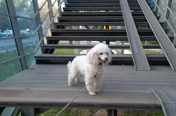 Собаки потеряшки, Московская область, фото: Потеряшка белый пудель, Ерёмино, МО