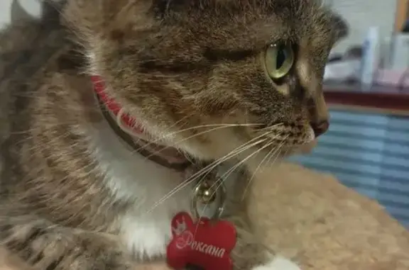 Кошки потеряшки, Смоленск, фото: Потеряшка кошка, Красный Бор, Смоленск