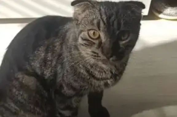 Кошка найдена в переулке Тальвинского, Тверь