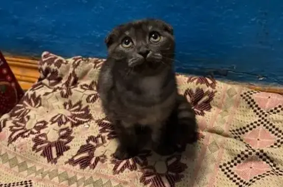 Найдена кошка, Елец, фото: Кот найден: 2-я Восточная ул., Елец