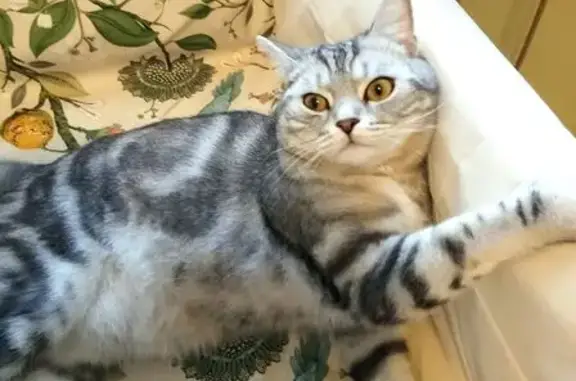 Кошки потеряшки, , фото: Потеряшка кошка, ул. Петлякова, 7, Внуково