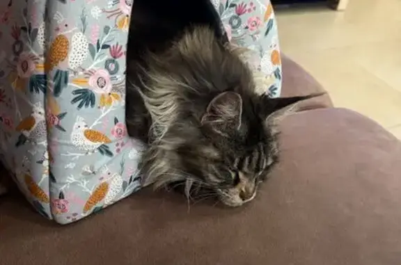 Пропала кошка, Власово, ул. Верный, 24/1