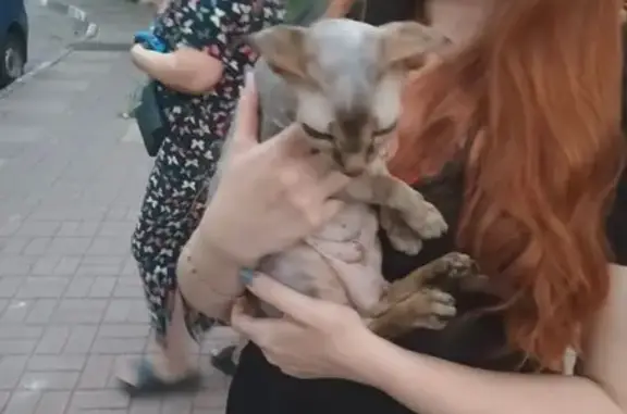 Сфинкс найдена у дома 60 лет Октября 2