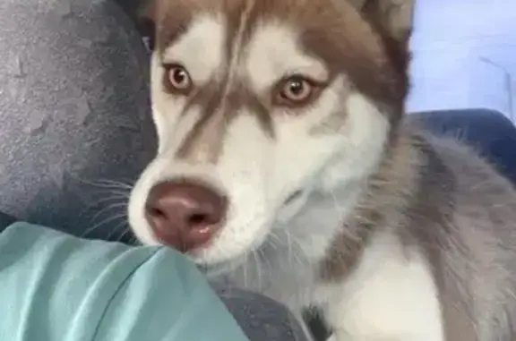 Собаки потеряшки, Шадринск, фото: Потеряшка собака, Первомайская 4, Шадринск