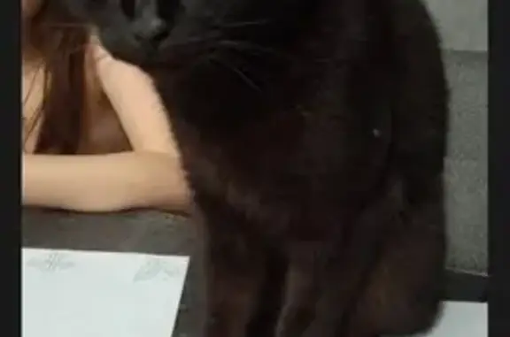 Пропала чёрная кошка, Рылеева 5, Сочи