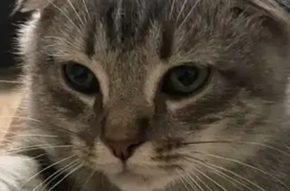 Пропала кошка, ул. Галиуллина 49, Магнитогорск