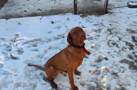 Собаки потеряшки, Владимирская область, фото: Потеряшка собака, Второвское с/п, Владимирская обл.