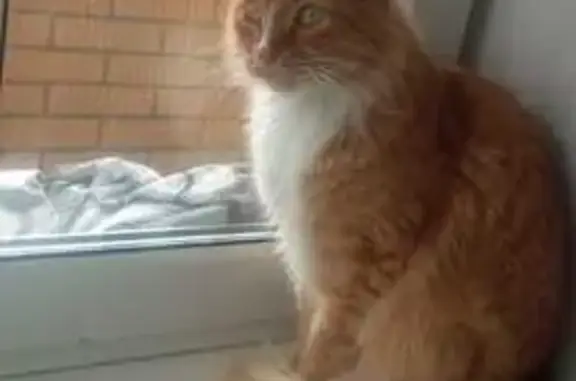 Найдена кошка, Дмитров, фото: Кошка найдена у ДЗФС 30, Дмитров