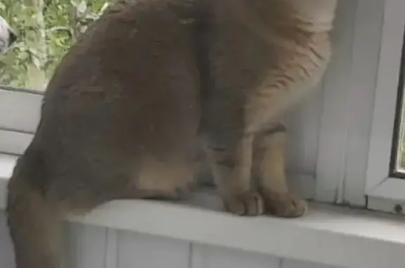 Кошки потеряшки, Пятница, фото: Потеряшка кошка, 27 Пятница