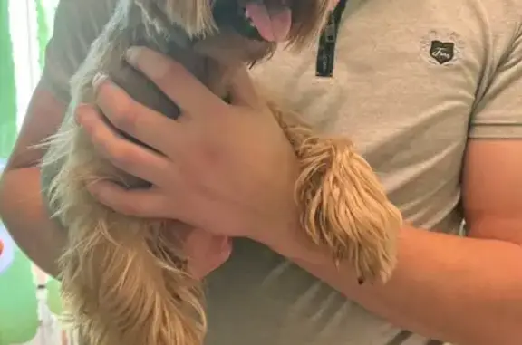 Найдена собака, городское поселение Мурмаши, фото: Собака найдена на Молодёжной, Мурмаши