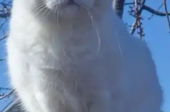 Кошки потеряшки, , фото: Потеряшка кошка, Лесная ул., Ленинский