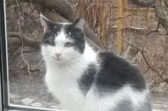 Пропала кошка, Смоленск, Богородицкая 18