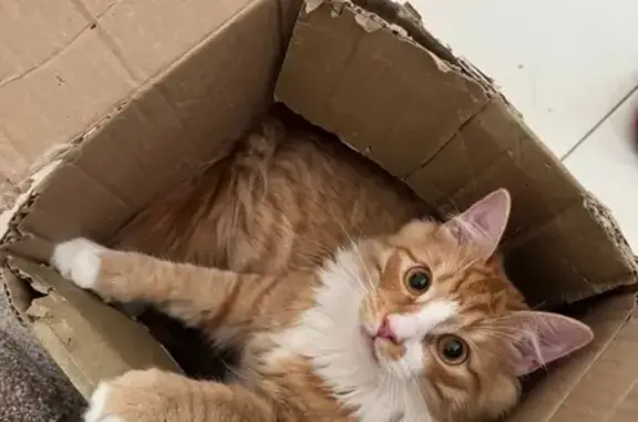 Кошки потеряшки, Воронежская область, фото: Потеряшка кошка, Карачун, Воронежская обл.