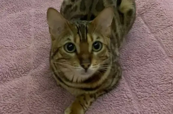 Кошки потеряшки, Вурманкасы, фото: Потеряшка бенгальская кошка, ул. Мира, 4