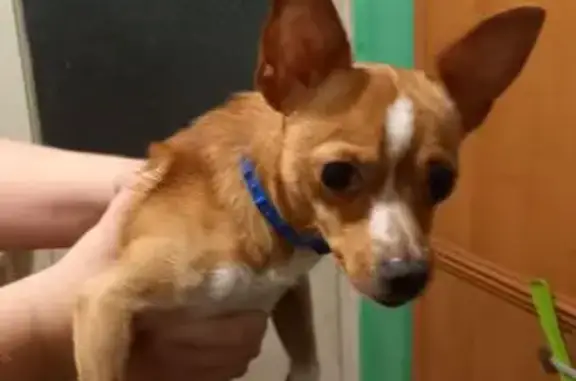 Собаки потеряшки, городской округ Новочеркасск, фото: Потеряшка собака, пр. Ермака, 90, Новочеркасск