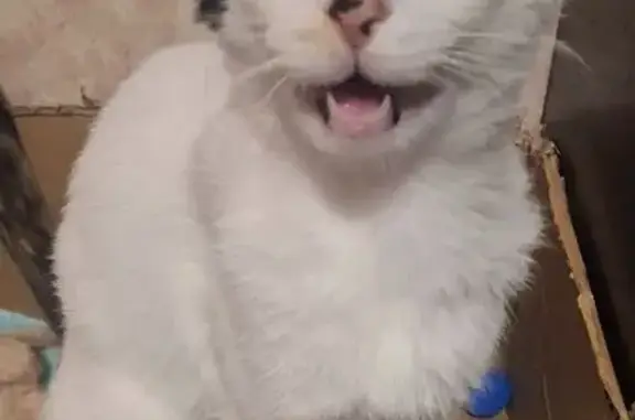 Ласковая кошка найдена, Красных Партизан 4/1