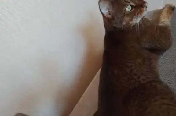 Кошки потеряшки, Ульяновск, фото: Потеряшка кошка, ул. Ульяны Громовой, 6