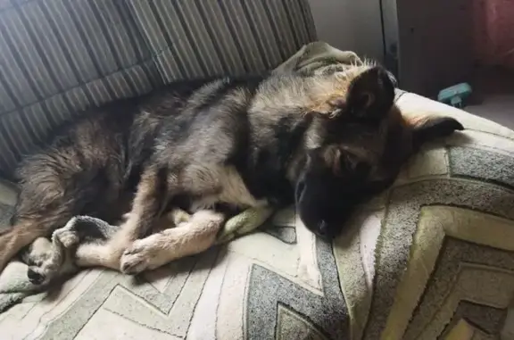 Найдена собака, Барнаул, фото: Собака найдена на ул. Горького, 19А, Барнаул