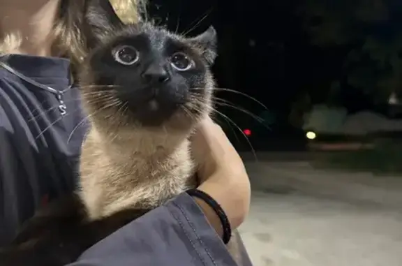 Найдена кошка, Ярославль, фото: Кошка найдена: Моск. проспект, 55, Ярославль