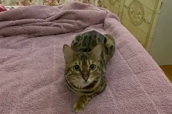 Пропала кошка Лео, ул. Мира, Вурманкасы